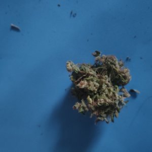 IMG20240402080356.jpg IMG20240402080356.jpg