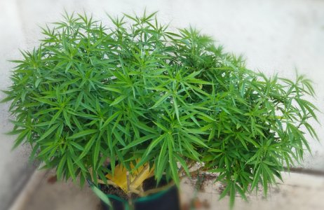 IMG_20230730_190401.jpg IMG_20230730_190401.jpg