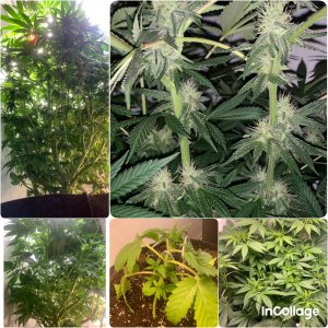 incollage_save.jpeg incollage_save.jpeg