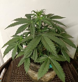 IMG_20240403_073218.jpg IMG_20240403_073218.jpg