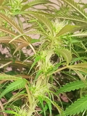 IMG20240402021906.jpg IMG20240402021906.jpg