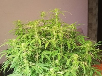 IMG20240402020940.jpg IMG20240402020940.jpg