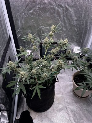 IMG_1626.JPG IMG_1626.JPG