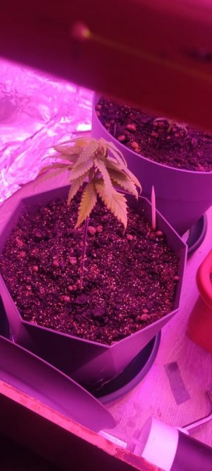 фывафыа.jpg фывафыа.jpg