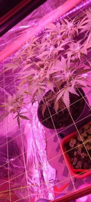 уцуа.jpg уцуа.jpg