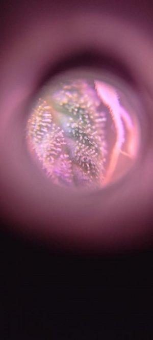 цукауцка.jpg цукауцка.jpg