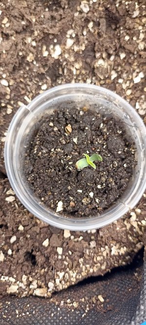 IMG_20240408_121656.jpg IMG_20240408_121656.jpg