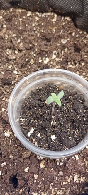 IMG_20240408_200500.jpg IMG_20240408_200500.jpg