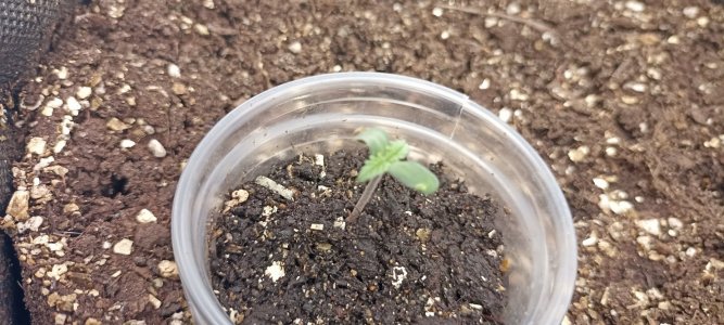 IMG_20240408_200505.jpg IMG_20240408_200505.jpg