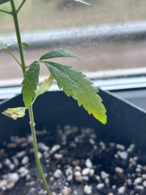 1712605508356.png 1712605508356.png