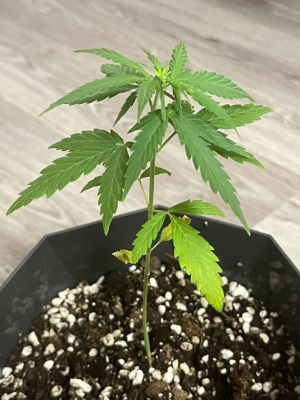 1712607590351.png 1712607590351.png