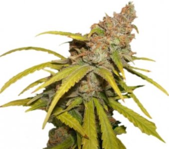 pineapple chunk.jpg pineapple chunk.jpg