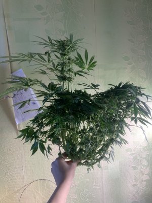 IMG_0975.jpeg IMG_0975.jpeg