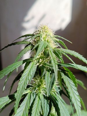 IMG_20240414_145334.jpg IMG_20240414_145334.jpg