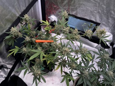 IMG_1835.JPG IMG_1835.JPG