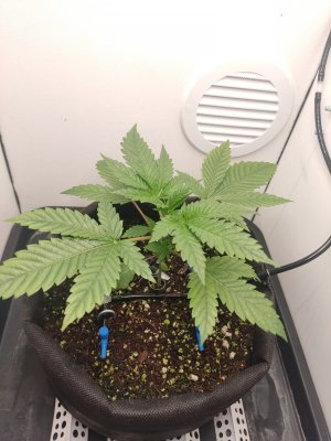 IMG_20240415_021539.jpg IMG_20240415_021539.jpg