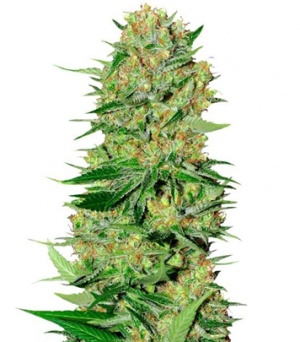 1713257463690.png 1713257463690.png