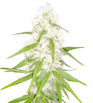 1713257467653.png 1713257467653.png