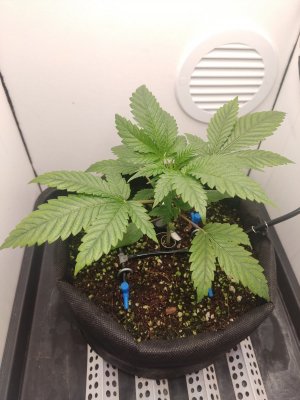 IMG_20240418_025339.jpg IMG_20240418_025339.jpg