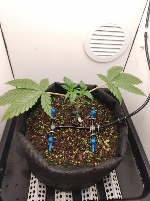 IMG_20240418_025318.jpg IMG_20240418_025318.jpg