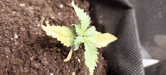 IMG_20240422_122342.jpg IMG_20240422_122342.jpg