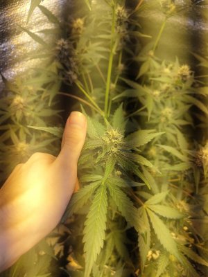 IMG_20240423_172603846.jpg IMG_20240423_172603846.jpg