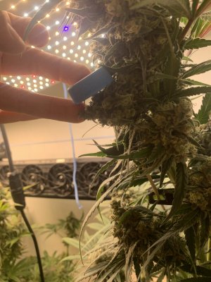 IMG_1083.jpeg IMG_1083.jpeg