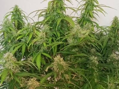 IMG20240425134313.jpg IMG20240425134313.jpg