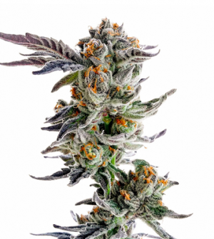 1714129562467.png 1714129562467.png