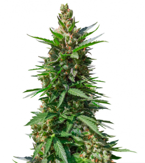 1714129566838.png 1714129566838.png