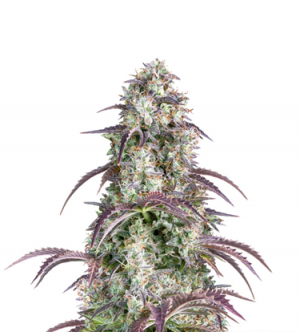 1714390737813.png 1714390737813.png