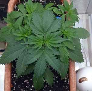 1000007075.jpg 1000007075.jpg