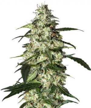 skunk auto.jpg skunk auto.jpg