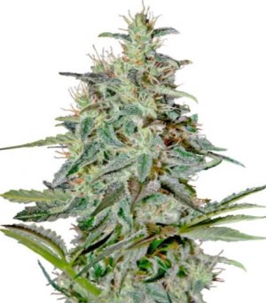 white lemon.jpg white lemon.jpg