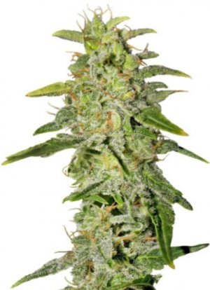 money maker.jpg money maker.jpg