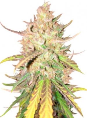 sugar candy.jpg sugar candy.jpg