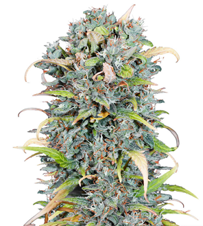 1714995351985.png 1714995351985.png