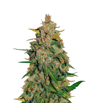 1715088320907.png 1715088320907.png