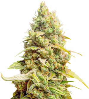 1715088324900.png 1715088324900.png