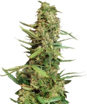 super skunk.jpg super skunk.jpg