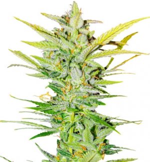 dozy whale.jpg dozy whale.jpg