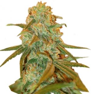 Lemon Skunk.jpg Lemon Skunk.jpg