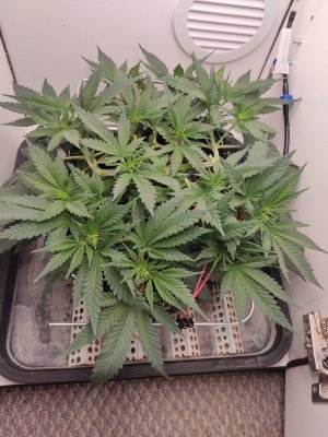 IMG_20240510_023641.jpg IMG_20240510_023641.jpg