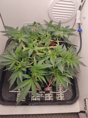 IMG_20240508_203323.jpg IMG_20240508_203323.jpg