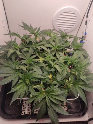 IMG_20240511_043805.jpg IMG_20240511_043805.jpg