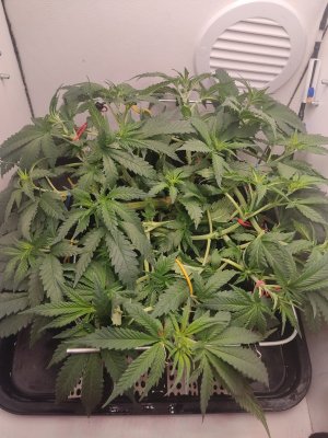 IMG_20240512_210043.jpg IMG_20240512_210043.jpg