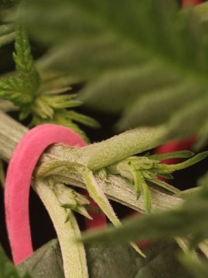 IMG_20240512_210138.jpg IMG_20240512_210138.jpg