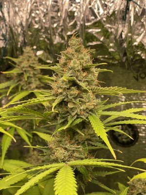 chronic ryder3.JPG chronic ryder3.JPG