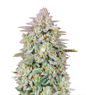 1715607006567.png 1715607006567.png