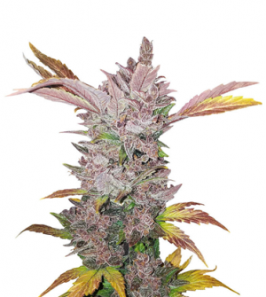 1715607017351.png 1715607017351.png